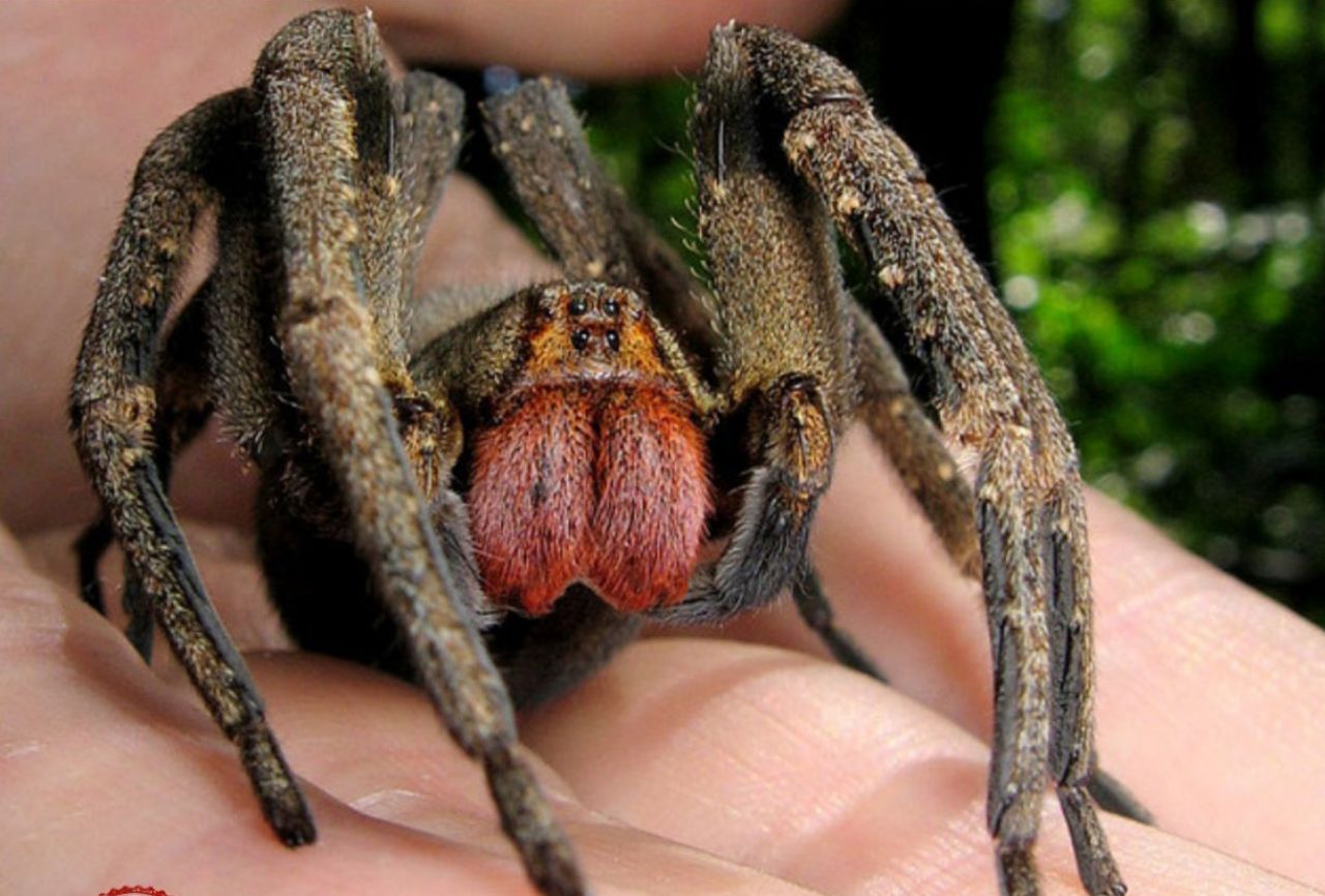 Бразильский блуждающий паук укус
